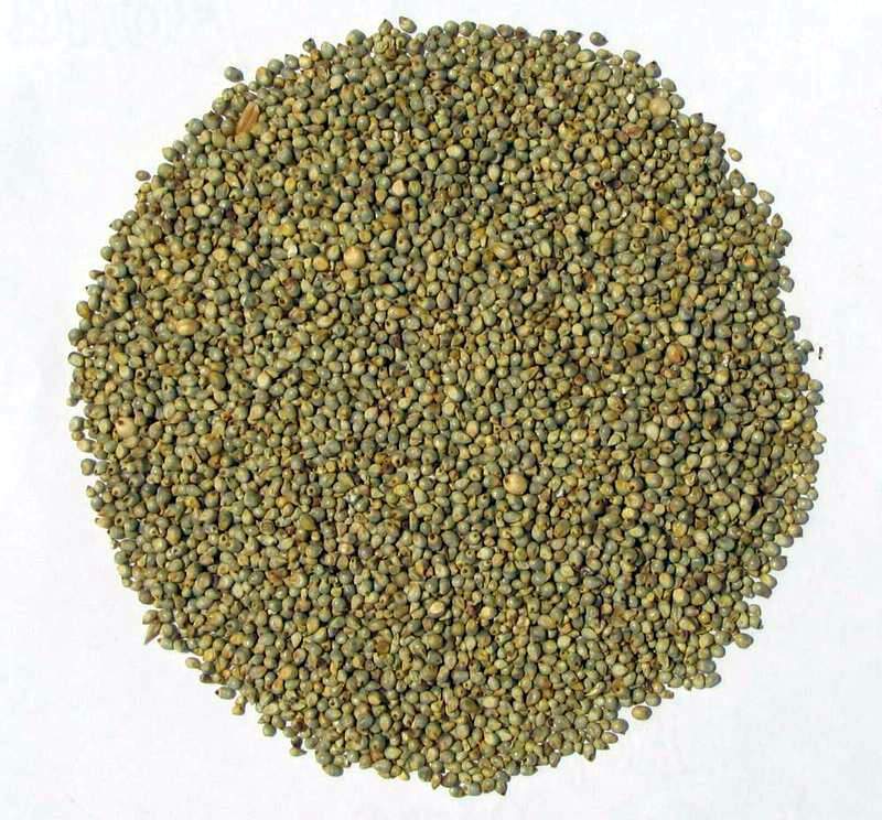 Bajari - Pearl Millet
